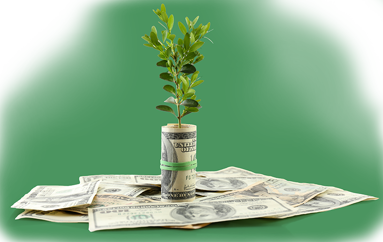 tree-in-money